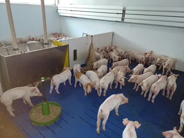 een varkenshok met jute zakken als speelgoed voor varkens