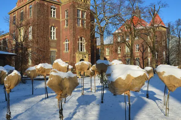 Bomen met die tegen vorst worden beschermd met jute in een sneeuwachtige omgeving